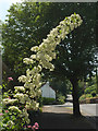 Flowering bush, Chelston