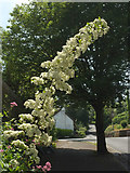 SX9063 : Flowering bush, Chelston by Derek Harper
