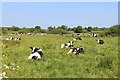 A Friesian herd on Bowhouse pasture