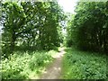 Forest track in Haywood Oaks