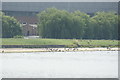 View of coots nesting on the bank of the High Maynard Reservoir in the Walthamstow Wetlands