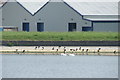 View of coots and swans on the bank of the High Maynard Reservoir in the Walthamstow Wetlands