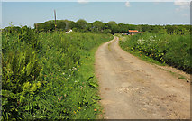 SS4015 : Lane to Bulkworthy Moor by Derek Harper