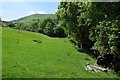 Field beside Afon Tyn-y-rhos