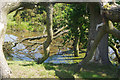 Field pond, south-east of Alderley Edge