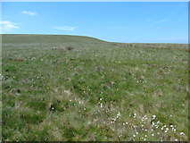 SD7719 : To Beetle Hill across the cotton grass by Carroll Pierce