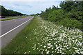 Daisies by the A43