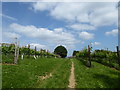 SO8105 : Vineyard on the Cotswold Way, Stonehouse by Vieve Forward