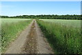 Bridleway heading for the A43