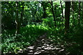 Shady path in Sharp Hearn Wood