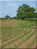 SJ6542 : Maize field near Audlem in Cheshire by Roger  D Kidd