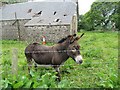 NO7371 : Donkey at Barnhill near Laurencekirk by ian shiell