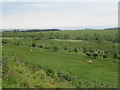 View east from above pond near Brackenrigg, Laurencekirk