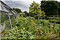 SU9837 : Vann Garden: The large greenhouse by Michael Garlick