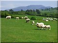 Pasture, Cockermouth