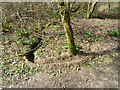 Animal excavation, Broadmare Common