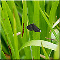 Chimney Sweeper Moth