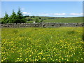 Meadow and wall stile at Admergill Pasture