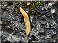 Slug climbing a wall, Lenagh