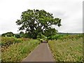 Minor road to Knowle Bridge