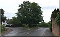 Tree at the Road Junction