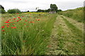 Poppies by the bridleway into Hethe