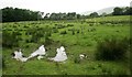 Sheep pasture beside Whin Loan