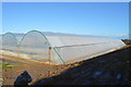 Polytunnels