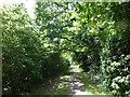 Woodland path in Cranford Countryside Park