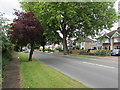 Trees and houses, Priors Road, Cheltenham