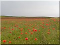 NH7349 : Poppy field at Lonnie by valenta