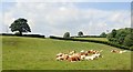 Cattle in a field on the outskirts of Newry