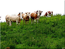 H5572 : Irish moiled cattle, Bracky by Kenneth  Allen