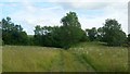 Track through a grassy field