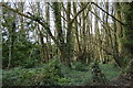 TR1135 : Woodland by Adlington Rd by N Chadwick