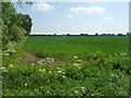 Farmland east of Old Stretham Station