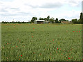 Wheat Field with Poppies