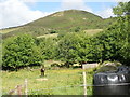 A vocal donkey in the shadow of the Sugar Loaf Hill