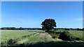 Path Heading North Towards Rougham Green