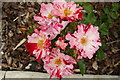 SE6756 : Rose "Crazy For You", Rose Garden, Breezy Knees Gardens by Rich Tea