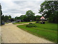 Cattle on the Green