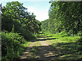 Green Lane (track), near Fernhill Wood, Epping Forest