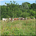 TQ3997 : Cows in Trueloves, Epping Forest by Roger Jones