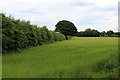 Field on Coneygarth Hill