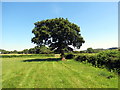 Llwybr ger Ffarm y Giblet / A path near Giblet Farm