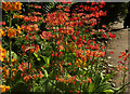 SE2955 : Primulas, Valley Gardens, Harrogate by Derek Harper