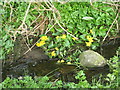 Kingcups at Knockrome