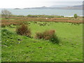 NR5571 : Rushy pasture at Ardfernal by M J Richardson