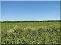 Sugar beet crop beside Hyde Road