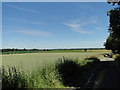 Shades of green in the crops beside Hyde Road